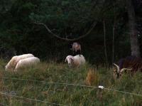 la-chevre-sur-le-mouton-plus-clair.jpg