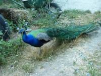 Petit ane bleu-paon