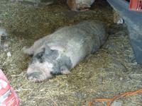 Petit ane bleu-cochon