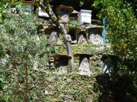 Ruches tronc