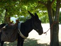 Cachou